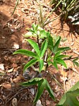 Jatropha hildebrandtii PV2480 Ghazi GPS163 Kenya 2012_PV0169.jpg